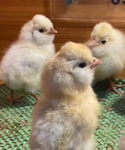 Portakal Fizan Civciv 2026