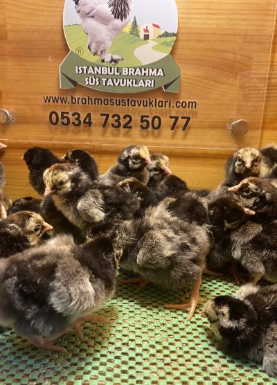 Silver Wyandotte Civciv 2026