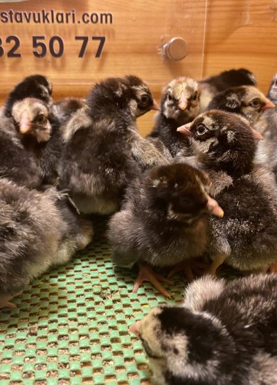 Silver Wyandotte Civciv 2026