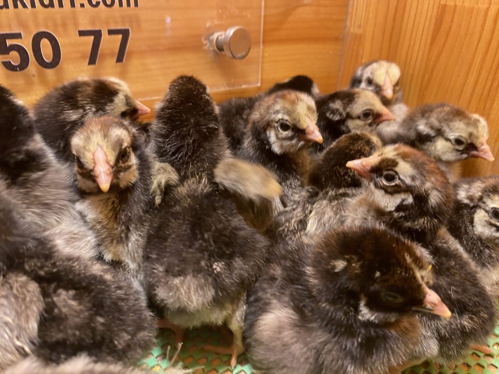 Silver Wyandotte Civciv 2026