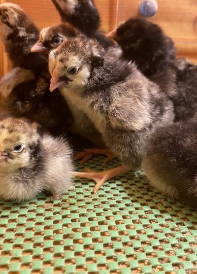 Silver Wyandotte Civciv 2026