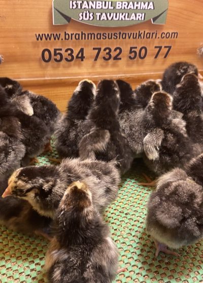 Silver Wyandotte Civciv 2026