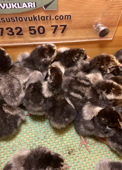 Silver Wyandotte Civciv 2026