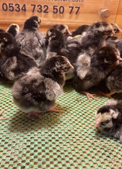 Silver Wyandotte Civciv 2026