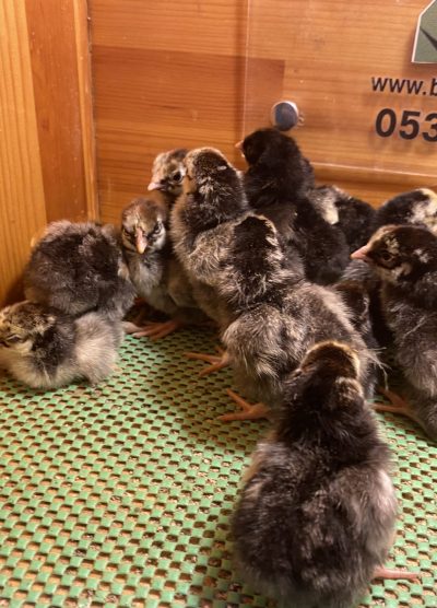 Silver Wyandotte Civciv 2026