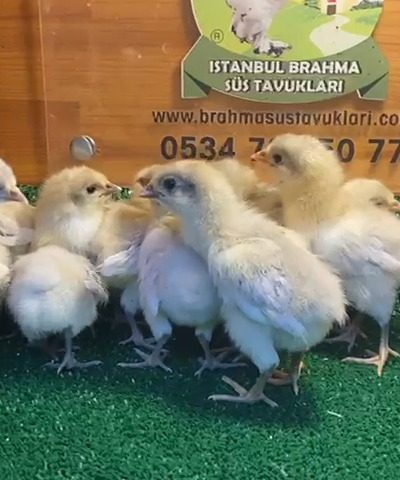 Splash Australop Civciv 2026