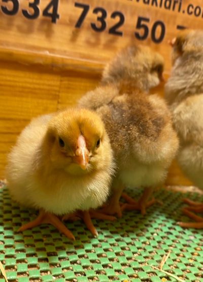 Splash Wyandotte Civciv 2026