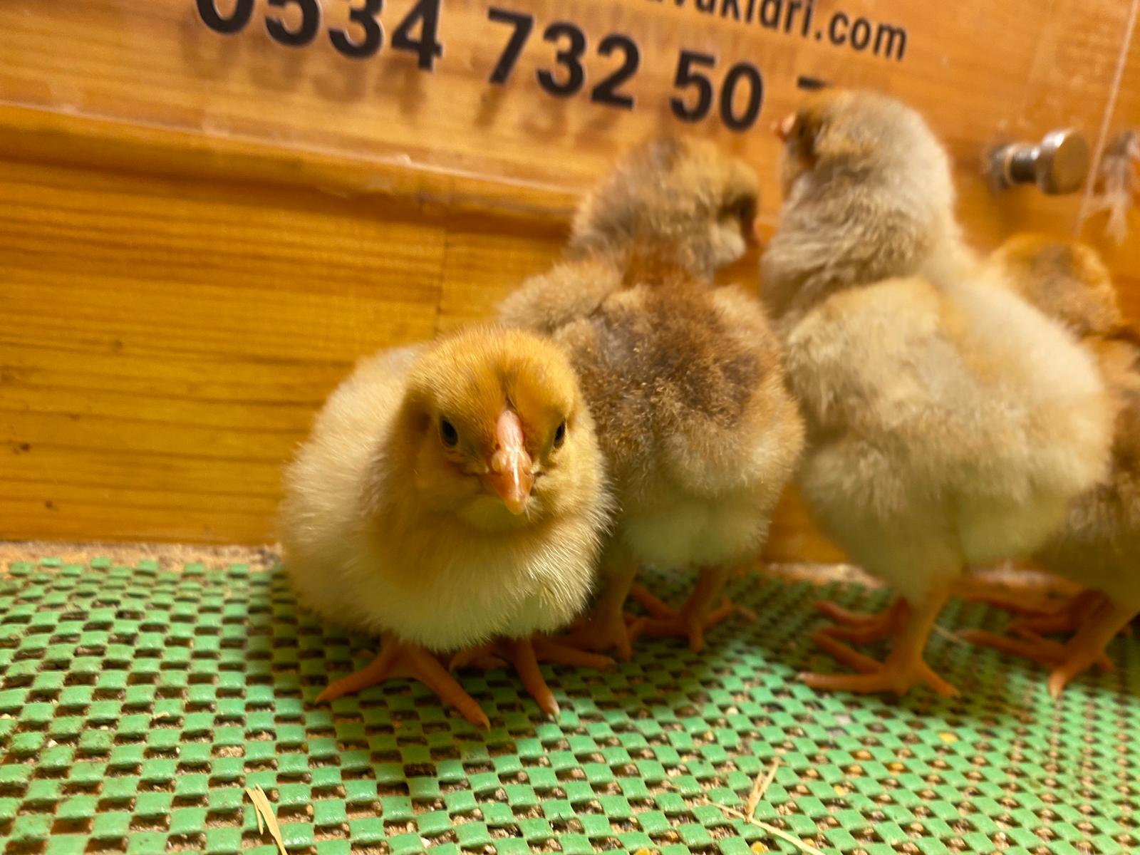 Splash Wyandotte Civciv 2026 İstanbul Süs TAVUKLARI Splash Wyandotte Civciv 2026