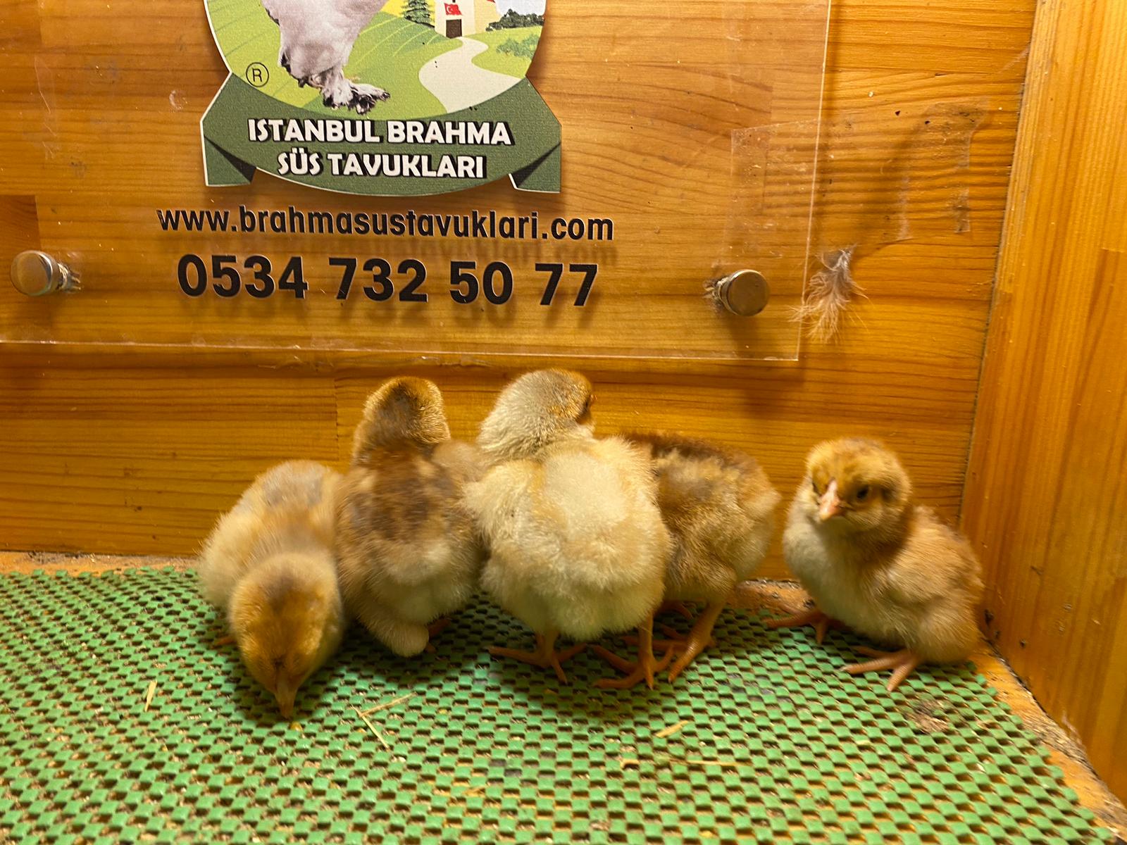 Splash Wyandotte Civciv 2026 İstanbul Süs TAVUKLARI Splash Wyandotte Civciv 2026