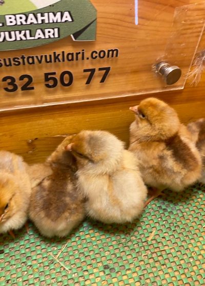 Splash Wyandotte Civciv 2026