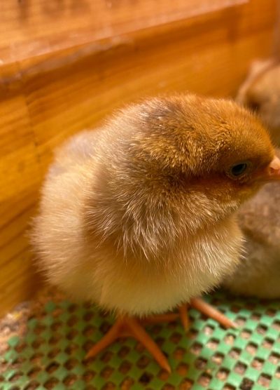 Splash Wyandotte Civciv 2026