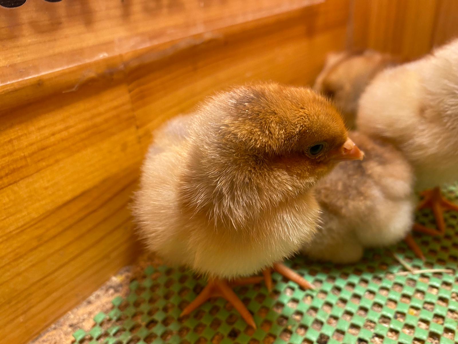 Splash Wyandotte Civciv 2026 İstanbul Süs TAVUKLARI Splash Wyandotte Civciv 2026