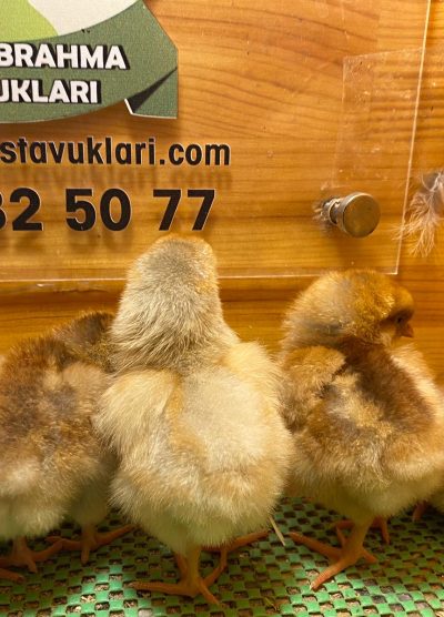 Splash Wyandotte Civciv 2026