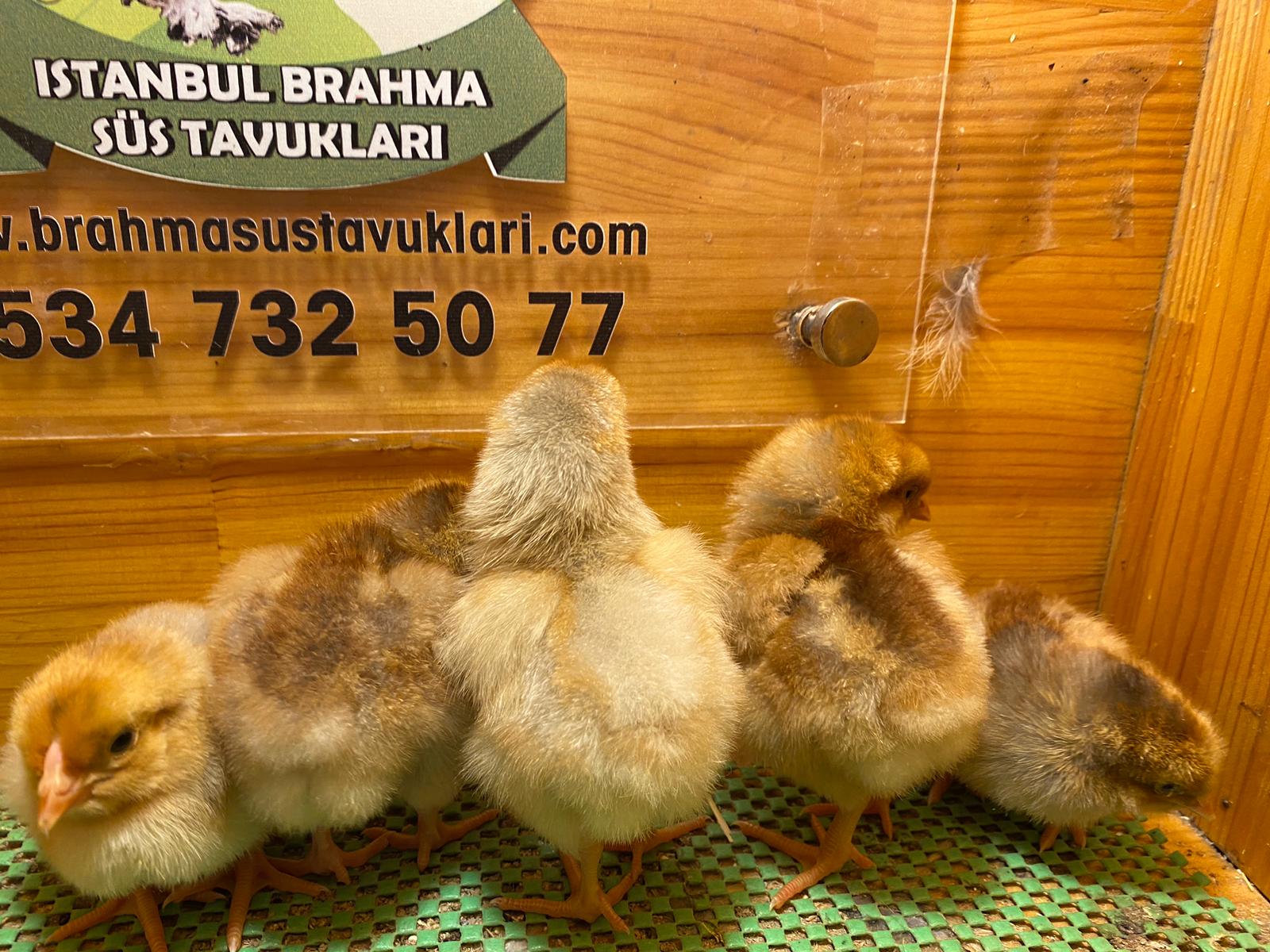 Splash Wyandotte Civciv 2026 İstanbul Süs TAVUKLARI Splash Wyandotte Civciv 2026