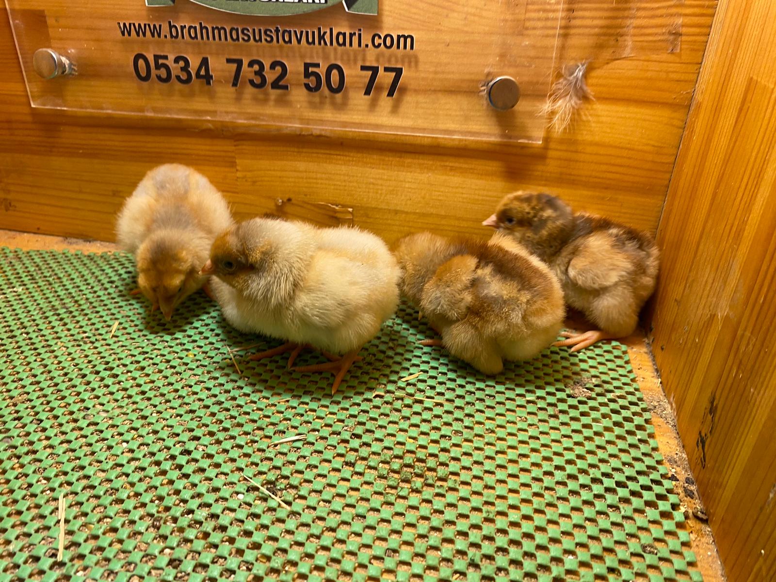 Splash Wyandotte Civciv 2026 İstanbul Süs TAVUKLARI Splash Wyandotte Civciv 2026