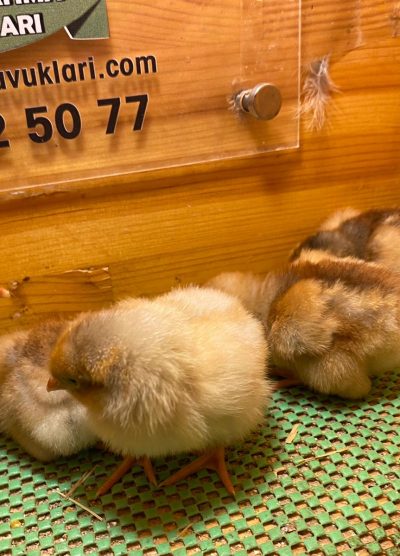 Splash Wyandotte Civciv 2026