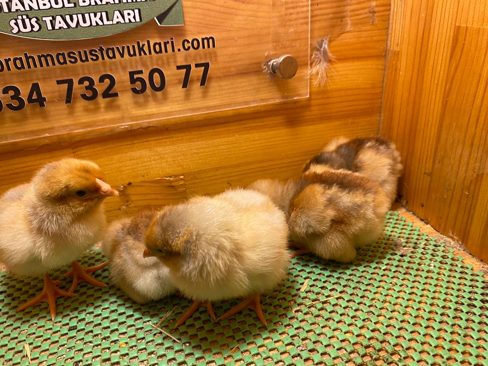 Splash Wyandotte Civciv 2026 İstanbul Süs TAVUKLARI Splash Wyandotte Civciv 2026