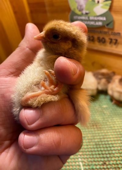 Splash Wyandotte Civciv 2026