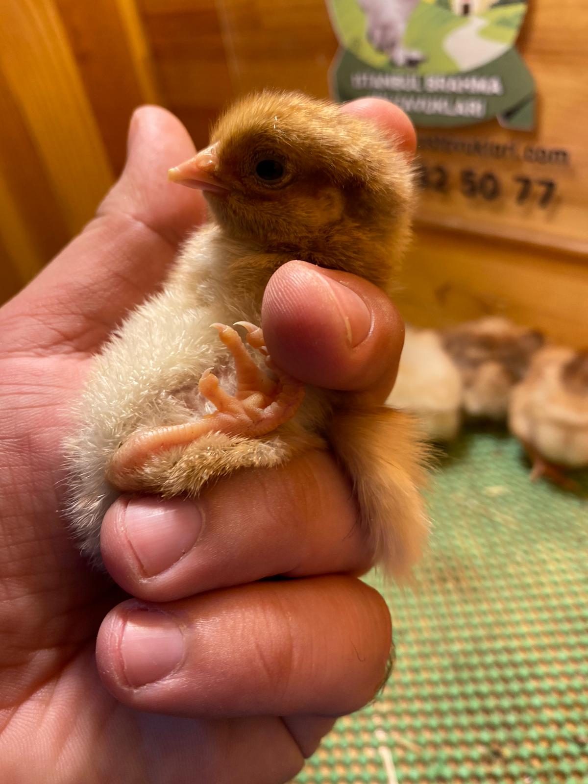 Splash Wyandotte Civciv 2026 İstanbul Süs TAVUKLARI Splash Wyandotte Civciv 2026