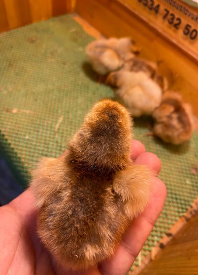 Splash Wyandotte Civciv 2026