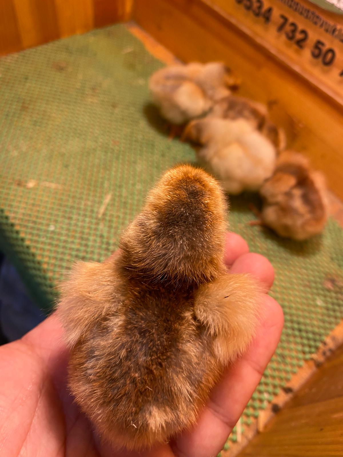 Splash Wyandotte Civciv 2026 İstanbul Süs TAVUKLARI Splash Wyandotte Civciv 2026