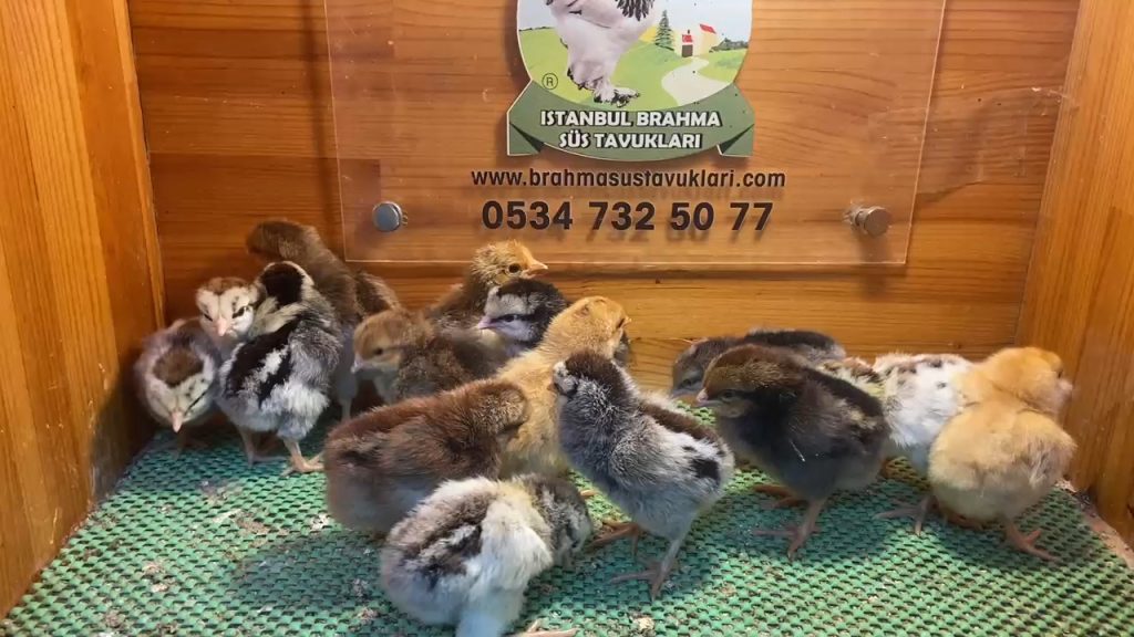 Porselen - Silver Ligorin Civciv 2026