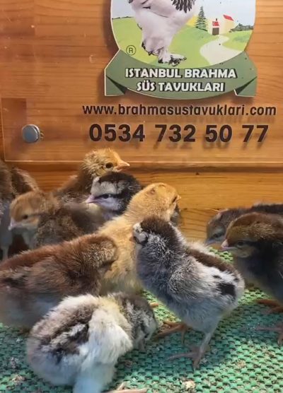 Porselen - Silver Ligorin Civciv 2026