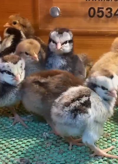 Porselen - Silver Ligorin Civciv 2026