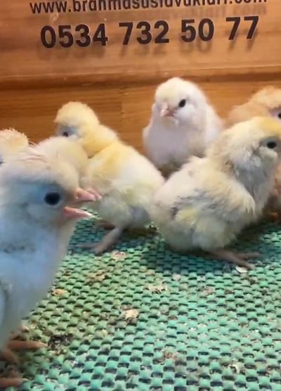 Trabzon Gugullu Civciv 2026