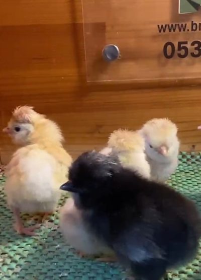 Trabzon Gugullu Civciv 2026