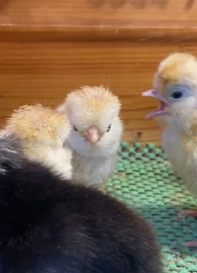 Trabzon Gugullu Civciv 2026