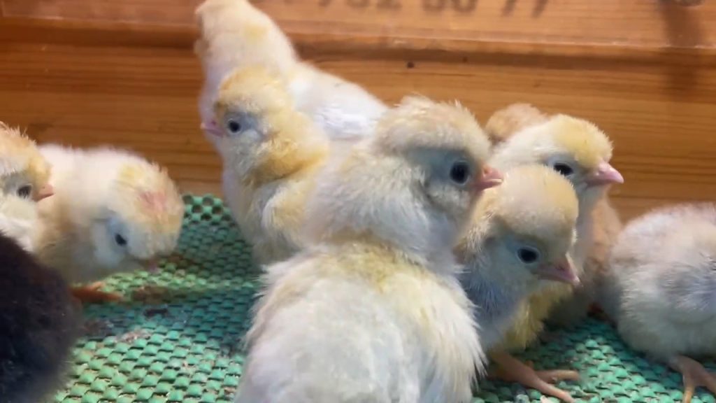 Trabzon Gugullu Tavukları Hakkında Özellikler İstanbul Süs TAVUKLARI Trabzon Gugullu Civciv 2026