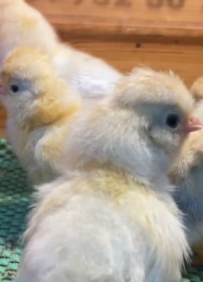 Trabzon Gugullu Civciv 2026