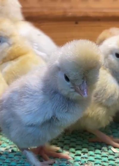 Trabzon Gugullu Civciv 2026