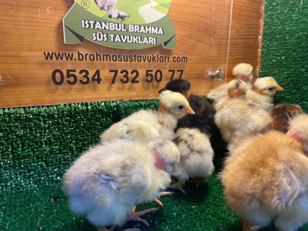 Türken Tavuk Irkı Özellikleri İstanbul Süs TAVUKLARI Türken Civciv 2026