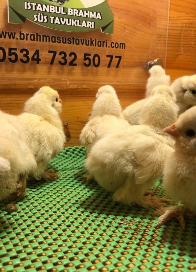 Osmanlı Sultan Civcivi 2026