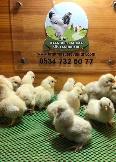 Osmanlı Sultan Civcivi 2026