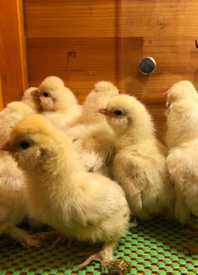 Osmanlı Sultan Civcivi 2026