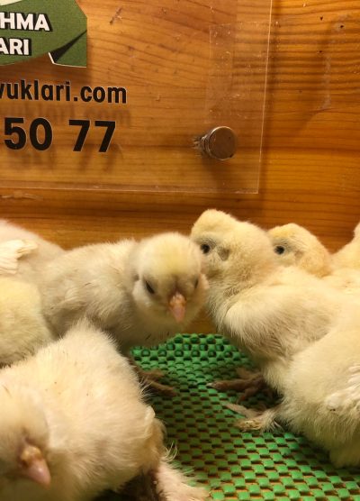 Osmanlı Sultan Civcivi 2026