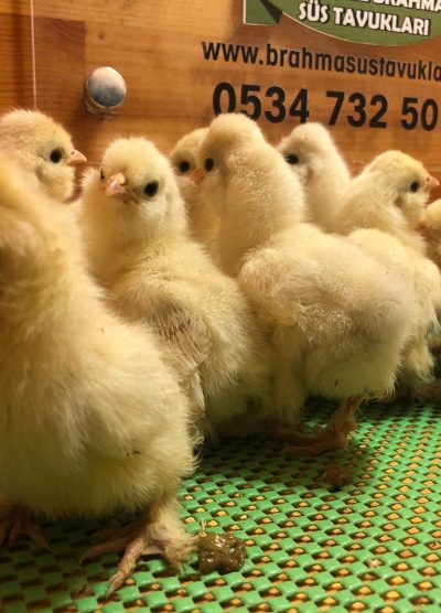 Osmanlı Sultan Civcivi 2026