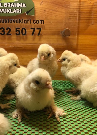 Osmanlı Sultan Civcivi 2026