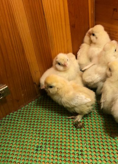 Osmanlı Sultan Civcivi 2026