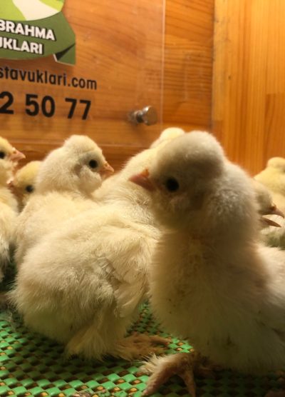 Osmanlı Sultan Civcivi 2026