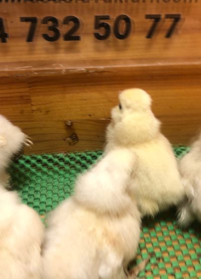 Osmanlı Sultan Civcivi 2026