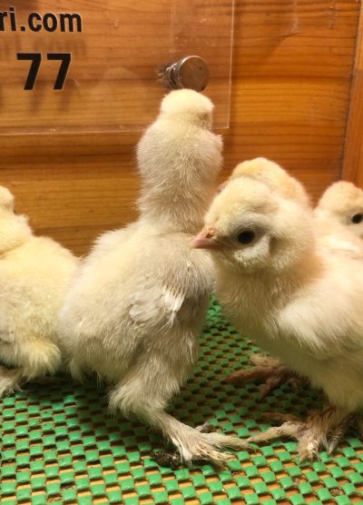 Osmanlı Sultan Civcivi 2026