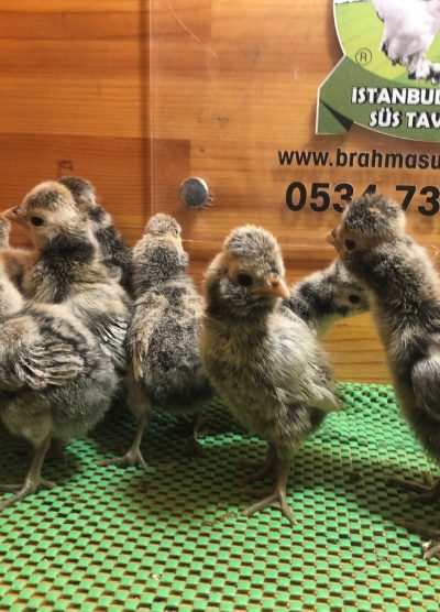 Gümüş Fizan Civciv 2026