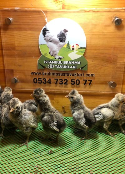 Gümüş Fizan Civciv 2026