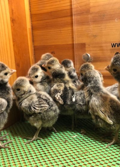 Gümüş Fizan Civciv 2026