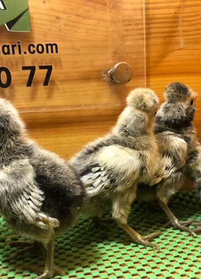 Gümüş Fizan Civciv 2026