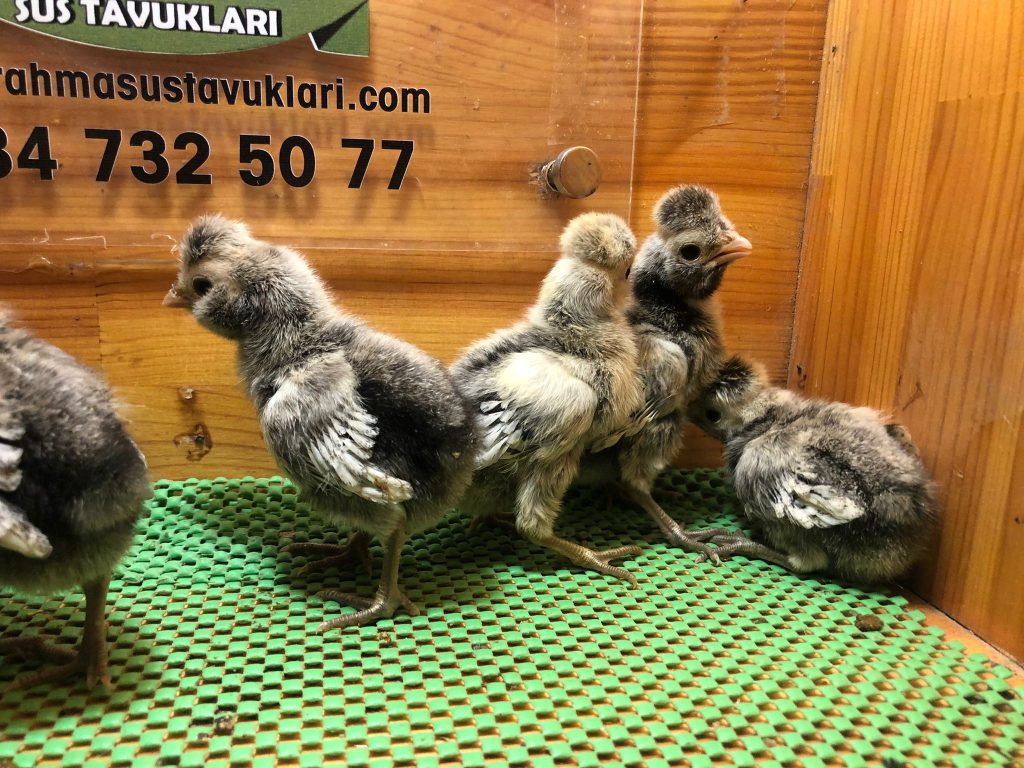 Gümüş Fizan Tavuk Özellikleri İstanbul Süs TAVUKLARI Gümüş Fizan Civciv 2026